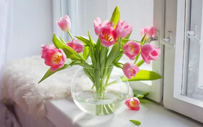 Заказать тюльпаны с доставкой по Москве | Доставка цветов Dakota flora |  Махровые тюльпаны в вазе