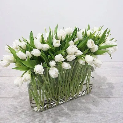Как дольше сохранить срезанные тюльпаны в домашних условиях | В цветнике  (Огород.ru)