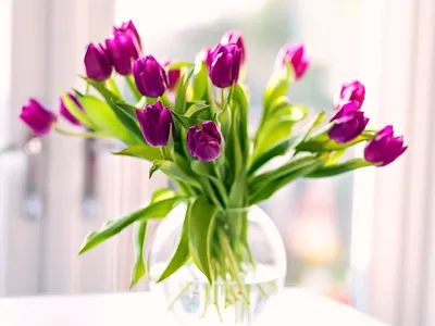 Букет зеленые белые тюльпаны в вазе…» — создано в Шедевруме