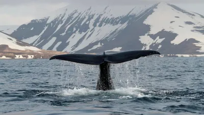 Поющие тихоходы: тайная жизнь горбатых китов | Вокруг Света