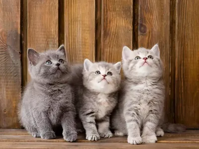Три котенка раскраска сутеев - 80 фото