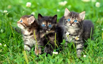 Три кошки и три котёнка всё ещё в опасности...Улан-удэ. | Ушки, лапки,  хвостик 03, Бурятия | Дзен