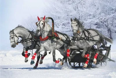 Катание на тройке лошадей в Санкт-Петербурге, cани с тройкой напрокат