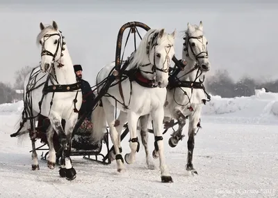Вышитая картина: Тройка лошадей на белом фоне в интернет-магазине Ярмарка  Мастеров по цене 2500 ₽ – N2SZ2BY | Картины, Дзержинский - доставка по  России