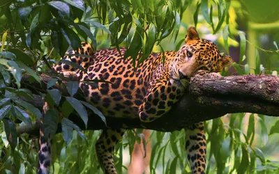 Tropical animals. Тропические животные. PNG. | Животные, Рисунки, Обои