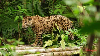 животные в тропических лесах, тропический лес, тропический тропический лес  png | PNGEgg