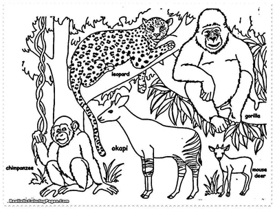 тропические животные с цветочной орнатой цветной иллюстрацией бесшовный  узор на сером Иллюстрация штока - иллюстрации насчитывающей витиеватый,  ангстрома: 255326048