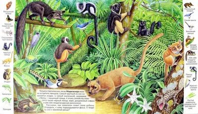 Животные лесов амазонки - 69 фото