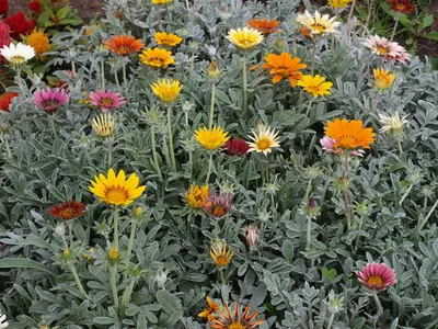 Газания, красивый летний цветок, заходящий в мой сад Стоковое Фото -  изображение насчитывающей славно, красивейшее: 230518738