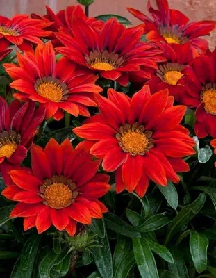 Газания, красивый летний цветок, заходящий в мой сад Стоковое Изображение -  изображение насчитывающей фото, хорошо: 230518393