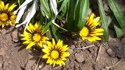 Гацания, газания, Gazania, цветок, flower, оранжевый, насекомое Stock Photo  | Adobe Stock