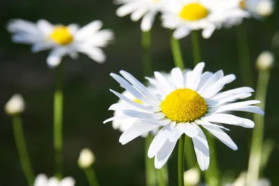 Ромашка ( нивяник ) Leucanthemum Alaska . ( Matricaria ) . - YouTube