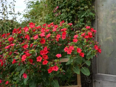 Мирабилис слабительная, ночная красавица (Mirabilis jalapa)