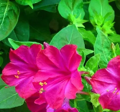 Цветок мирабилис (ночная красавица), посадка и уход, фото ⋆ Все о домашних  цветах и уходе за ними