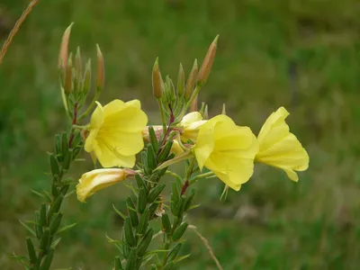 Мирабилис слабительная, ночная красавица (Mirabilis jalapa)