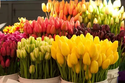 Как выбрать букет на 8 Марта: 7 полезных советов от флористов | AD Magazine