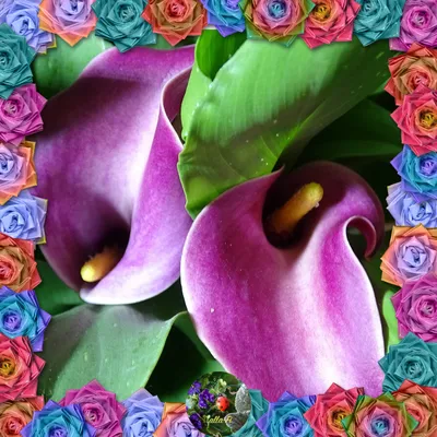 Купить Букет роз 51 разноцветная роза Али ибн Абу Талиб | UFL
