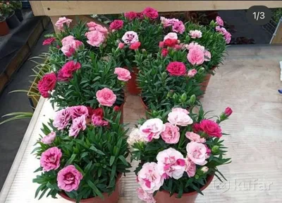 Цветы и букеты на 8 марта с доставкой в Краснодаре В корзине