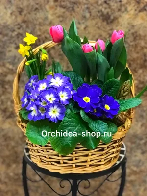 Купить цветы в горшках в Минске, цены. Комнатные растения с доставкой