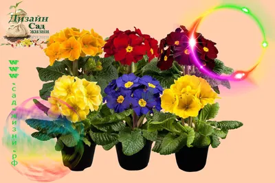 Дарим цветы на 8 марта и не только: 8 лучших комнатных растений в подарок