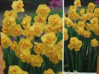 Стоимость цветов к 8 марта на рынках Одессы: фото и цены - Одесса Vgorode.ua