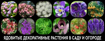 Цветы в моем саду: Группа Садовые цветы и флористика | Многолетние  растения, Цветоводство, Сад