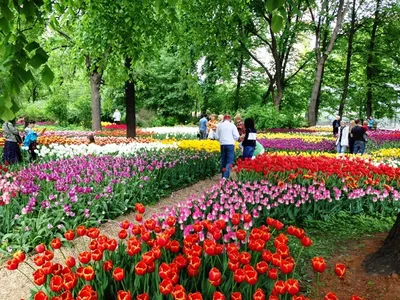 Выставка весенних цветов в Ботаническом саду МГУ | Пикабу