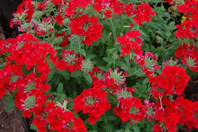 цветущие красные цветы вербена Стоковое Изображение - изображение  насчитывающей листья, напольно: 218297933