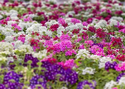 В саду расцветают цветные цветы Вербена Стоковое Фото - изображение  насчитывающей свеже, флористическо: 165358418