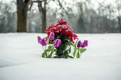 Цветы зимой картинки фото фотографии