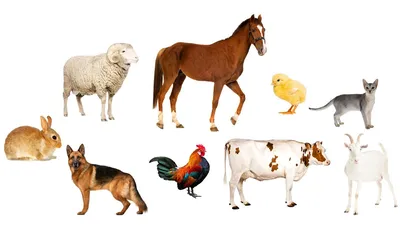 Farm animal sounds - Farm animals for kids - Learn Farm animals - YouTube