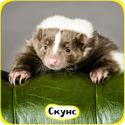 Сложи картинку мини Животное №2 Сибирские игрушки купить по цене 199 руб в  Тюмени от интернет-магазина Мамперсок