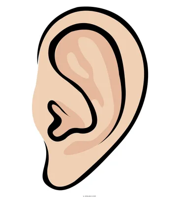 Ухо человека изолированное на белом фоне Стоковое Фото - изображение  насчитывающей ухо, слушайте: 170993890