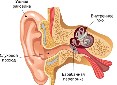 Пластика мочки уха: показания и результат