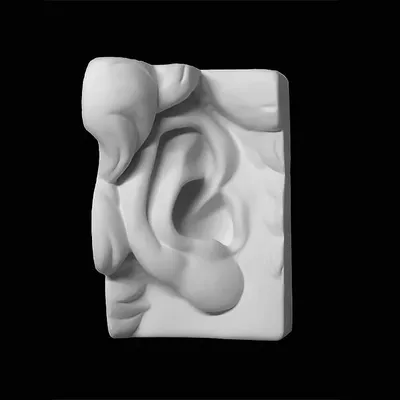 Файл STL ухо 3d модель - ухо - мочка уха - ЛОР 🌐・Дизайн 3D принтера для  загрузки・Cults