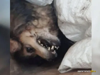 В Канске умерла собака, над которой жестоко издевались и бросили в мусорку  умирать » Запад24