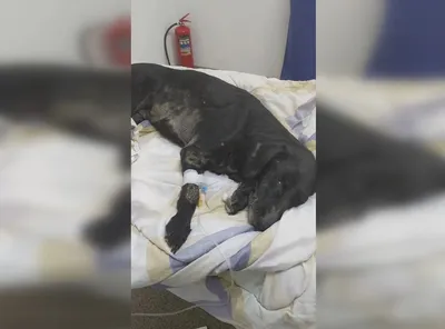 В Ялте умерла собака, которая 12 лет ждала погибшего хозяина — Сноб
