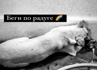 Собака умерла от переохлаждения на борту самолета «Челябинск-Москва» ::  Вести Подмосковья