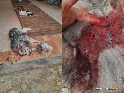 Собака Багира умерла в Серове из-за поставленных уколов в ветклинике |  Уральский меридиан