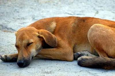 В Гонконге умерла известная собака породы сиба-ину из мемов