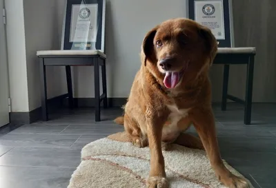 Умерла от одиночества самая милая собака в мире - Новости Украины -  InfoResist