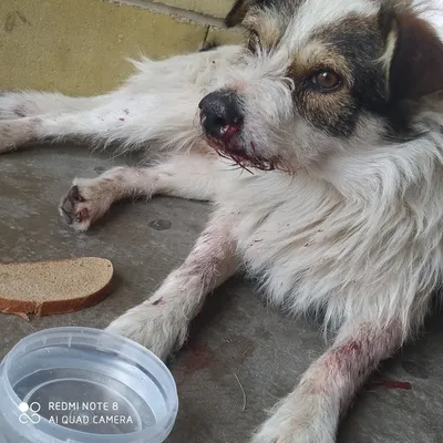В Воронеже умерла собака Буся, на которую напали бездомные псы в ЖК  «Челюскинцев 101»