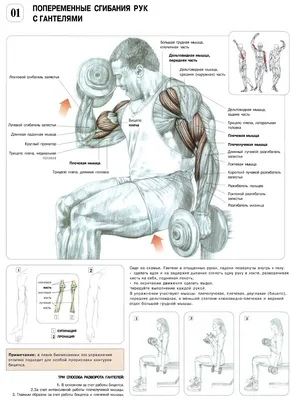 Упражнения с гантелями на мышцы рук: бицепсы. Использованы фотографии из  книги Ф. Делавье \"Анатомия силовых упражнений\".