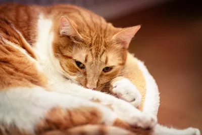 Сонные глаза- так устала кошка» — создано в Шедевруме