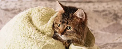 Карликовая кошка Виджет с недовольной мордой, похожая на Grumpy Cat, стала  звездой