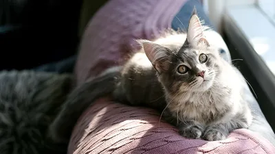 Как кошки благодарят своих хозяев: 5 способов кошачьего «спасибо» /  Оффтопик / iXBT Live