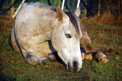 К чему снится лошадь: почти всегда к хорошему! | Журнал Calend.ru | Дзен