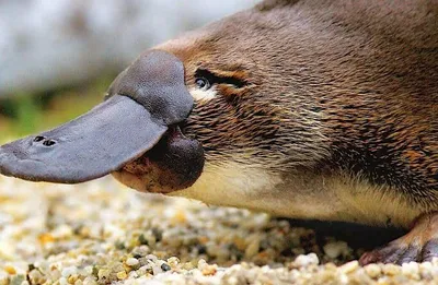 Правда ли, что утконос — единственное существо, у которого есть гены птицы,  рептилии и млекопитающего? | Пикабу