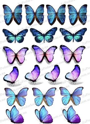 Вафельная картинка Бабочки с голубым отливом ᐈ Купить в Киеве | ZaPodarkom