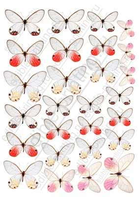Картинка для торта Бабочки pr0072 печать на съедобной бумаге |  Edible-printing.ru